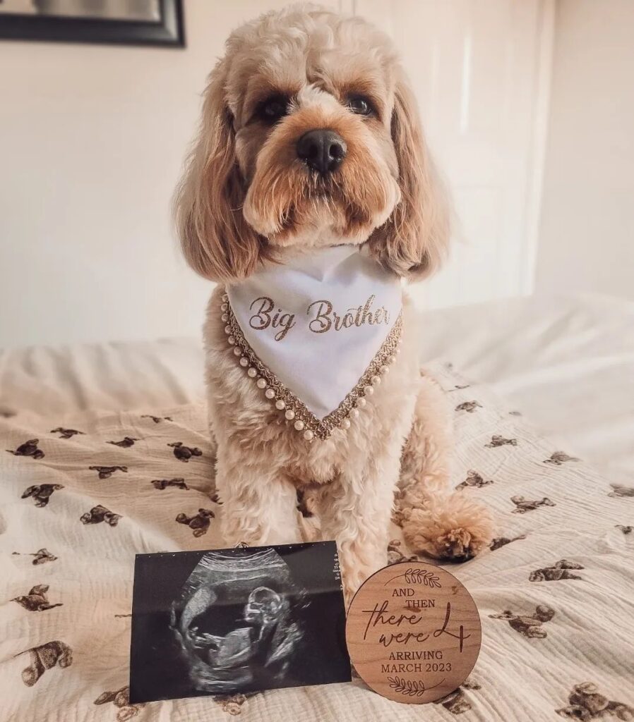 Pregnancy announcement ideas with Dogs