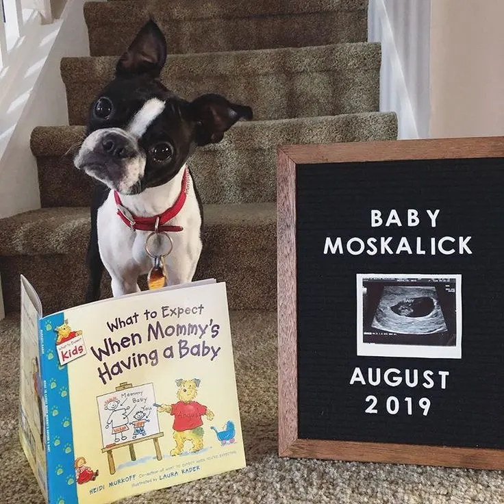 Dog Reading Up On What To Expect When Mommy's Having a Baby Pregnancy Announcement