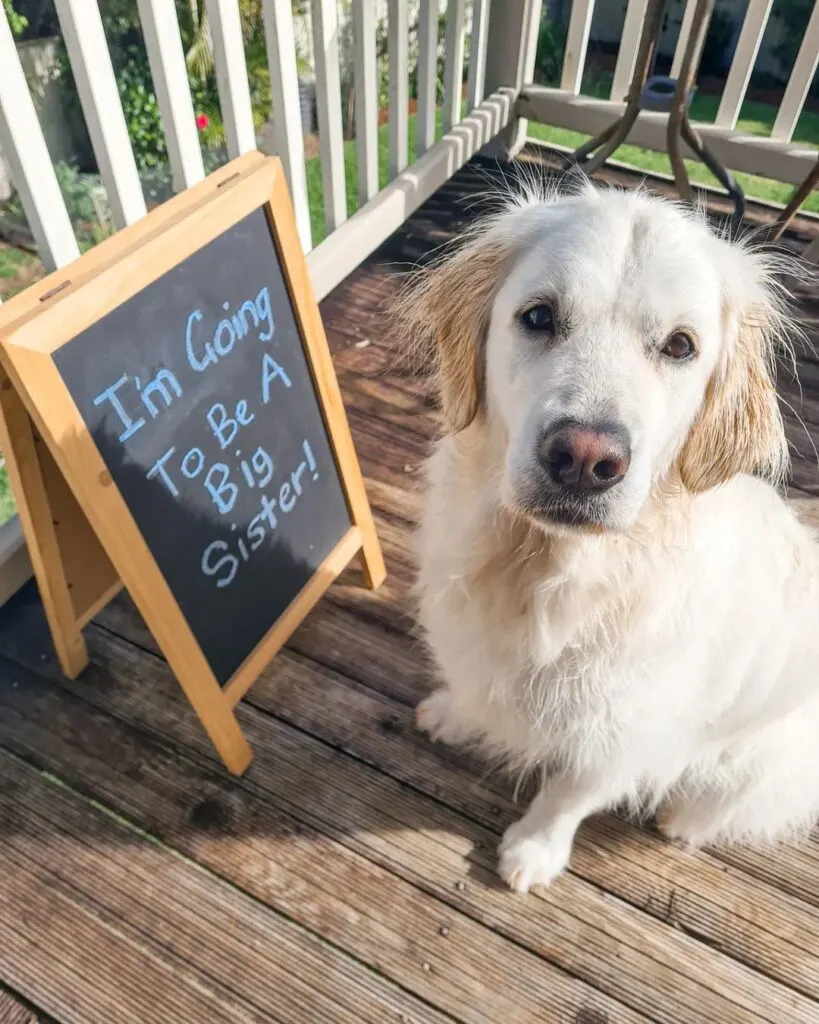 Pregnancy announcement ideas with Dogs